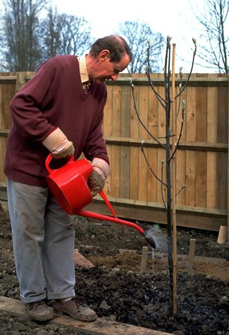 Planting a tree (image 6 of 6)
