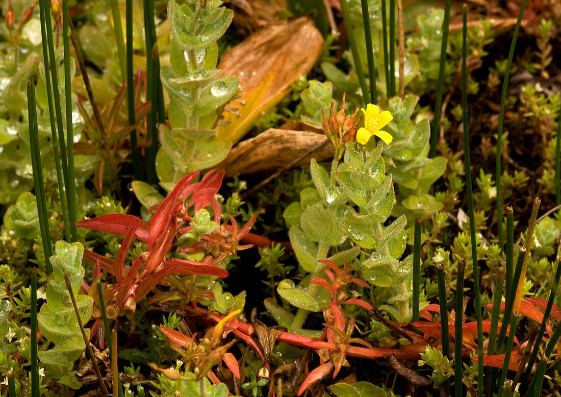 Hampshire purslane (Ludwigia palustris)