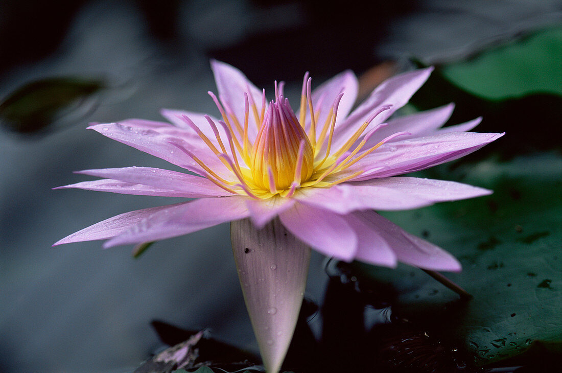 Water lilly (Nymphaea colorata)