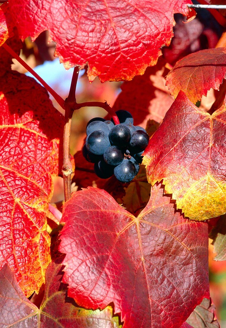 Grape vine