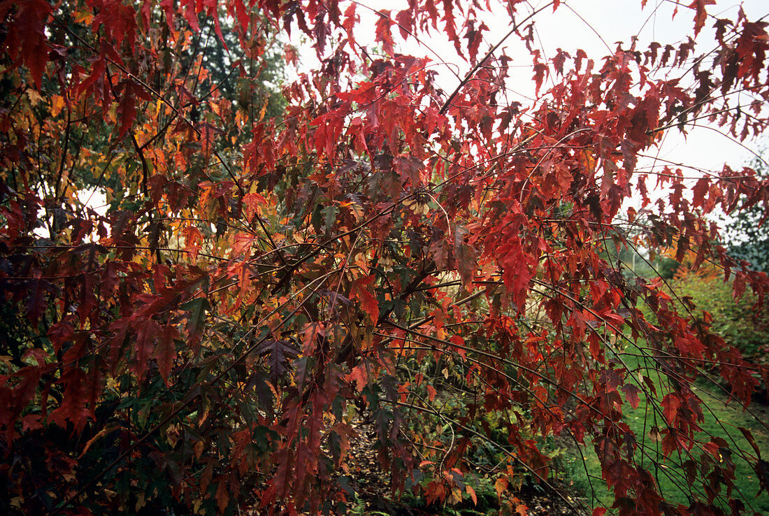 Tatarian maple (Acer tataricum ginnala)