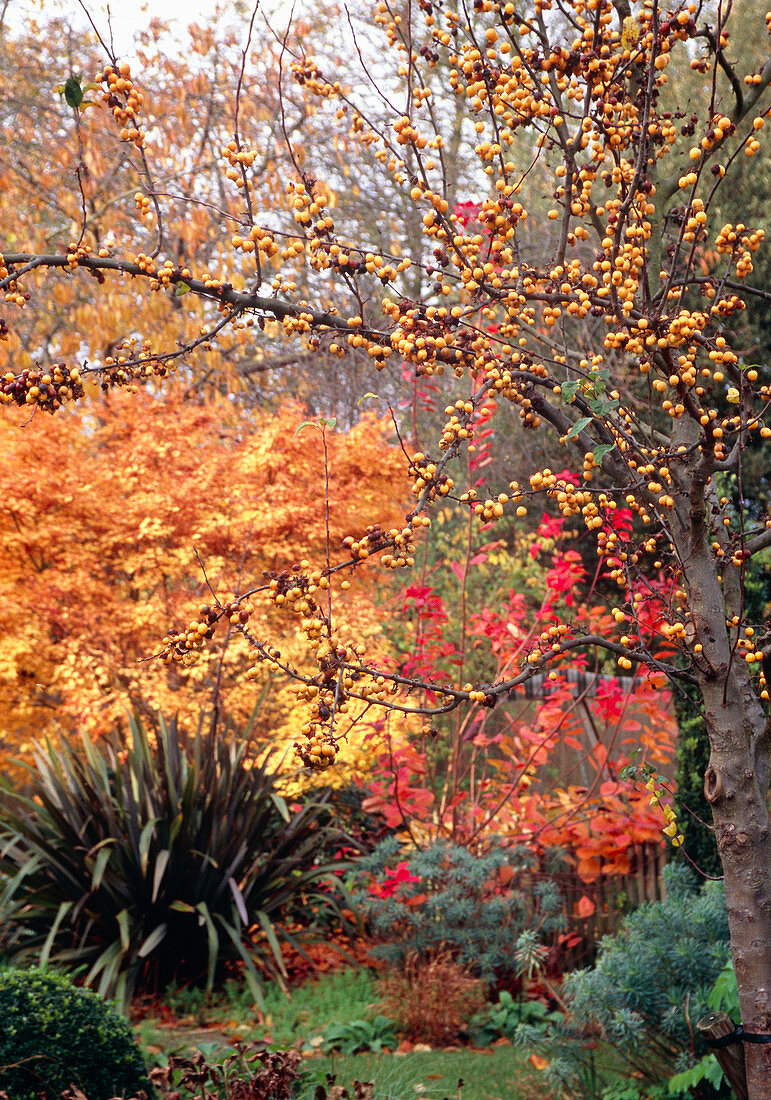 Garden in autumn