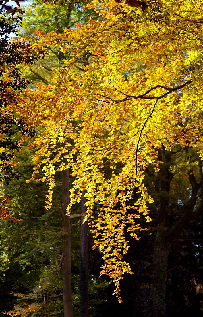 Beech tree in autumn