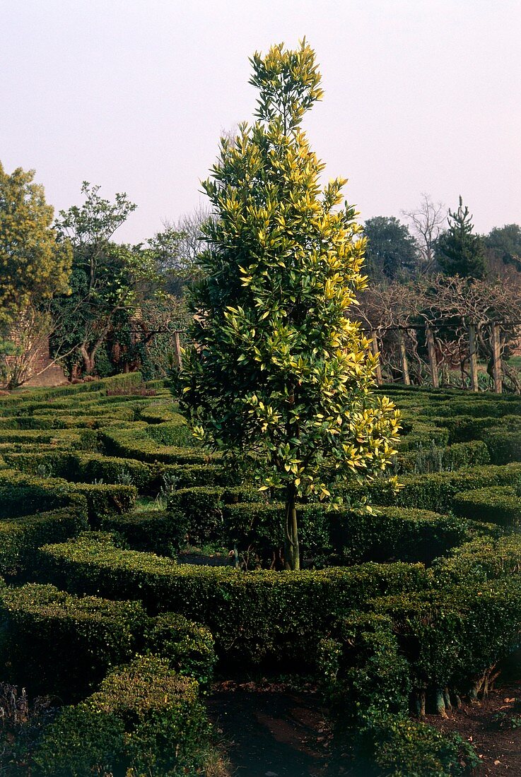 Maze and laurel tree