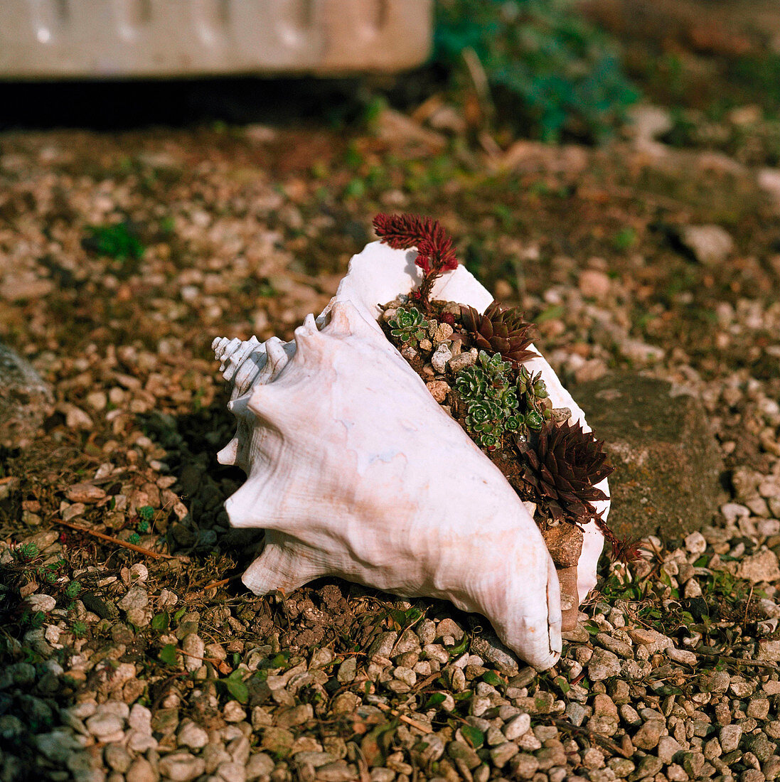 Conch shell used as planter