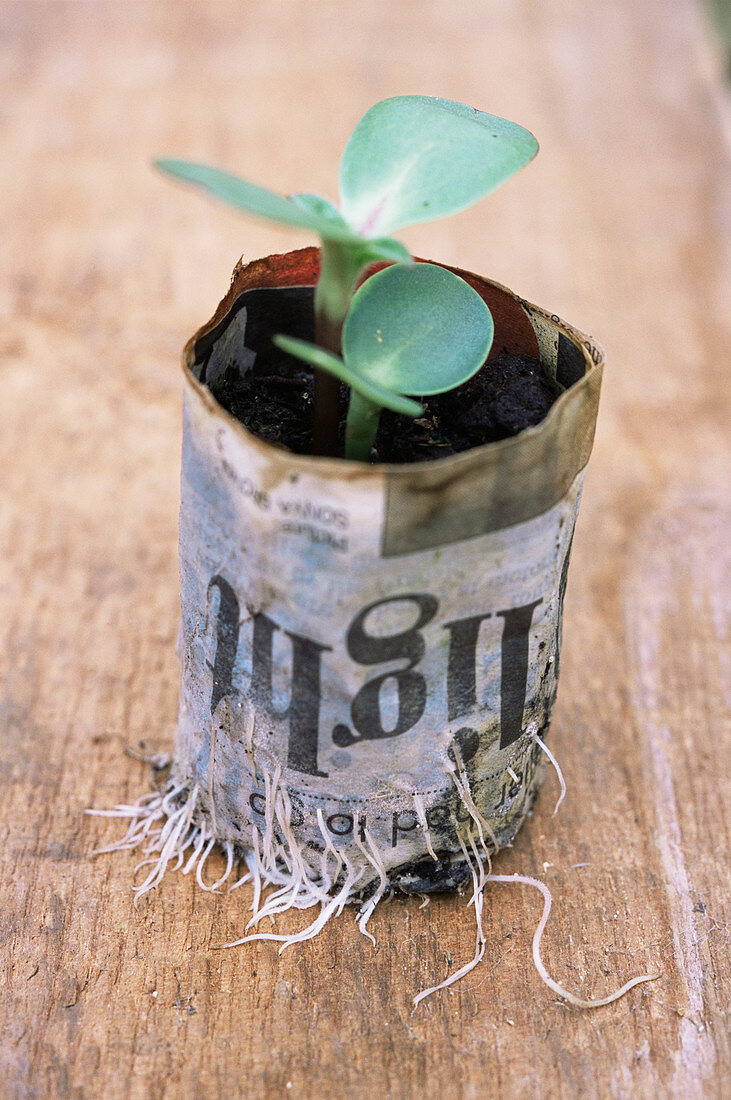 Biodegradable newspaper pot