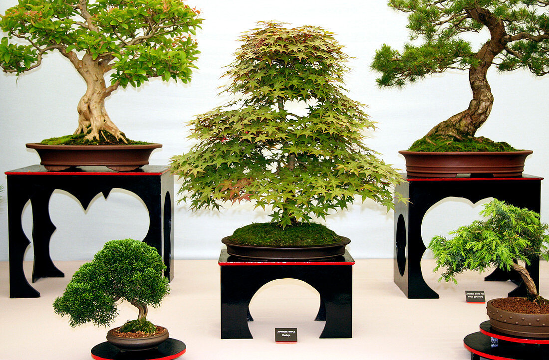 Bonsai trees