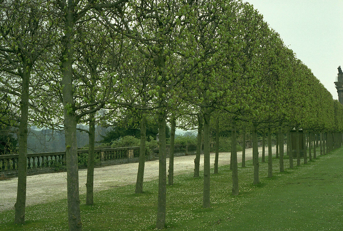 Pleached Limes