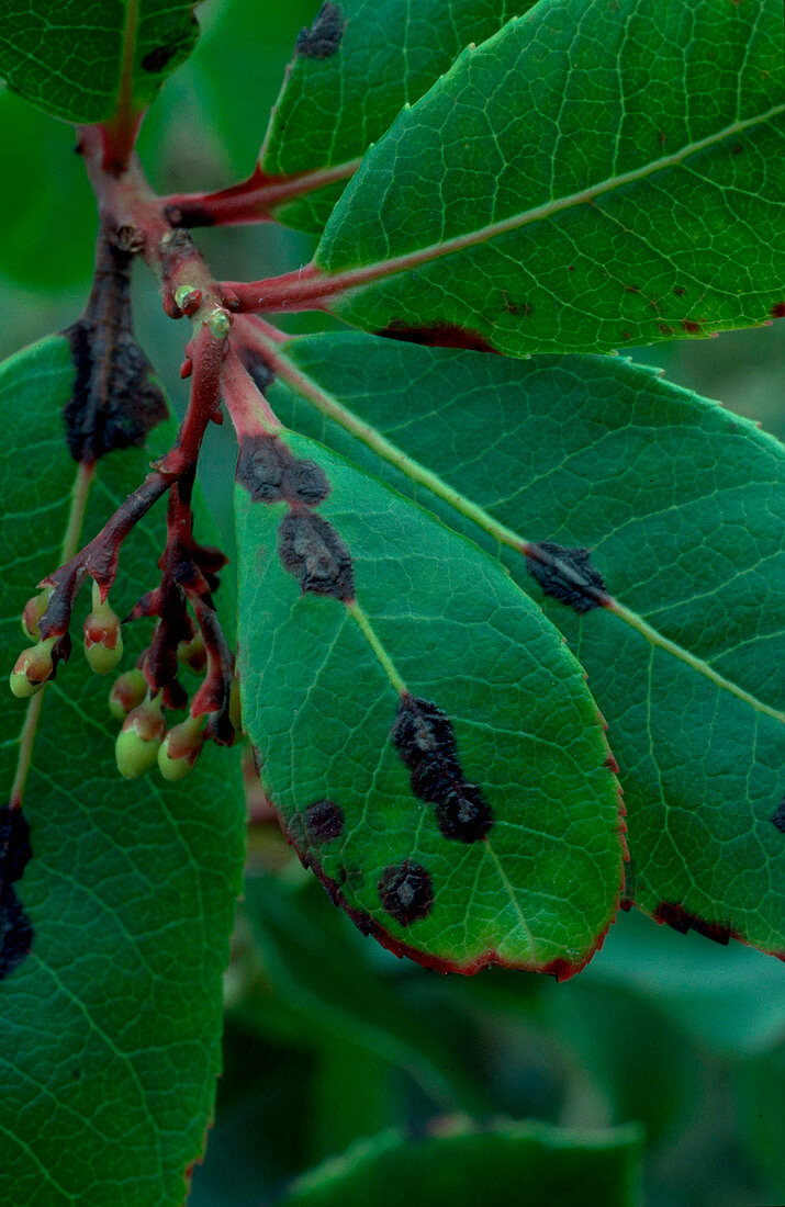 Arbutus Leaf Spot