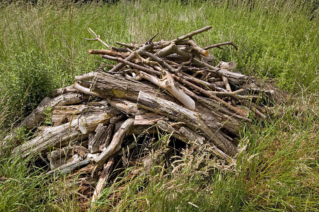 Wood pile habitat