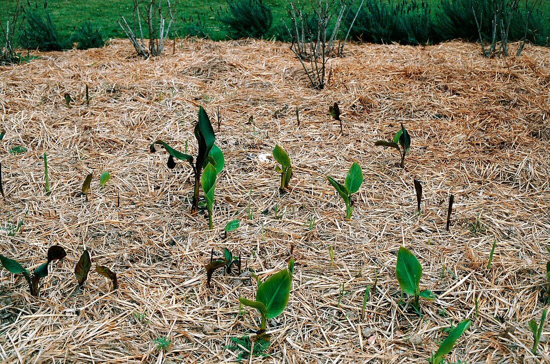 Straw mulch