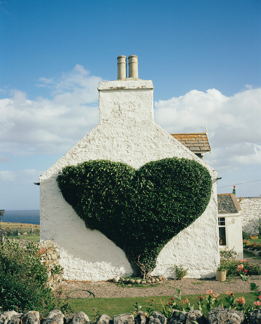 Heart-shaped ivy vine