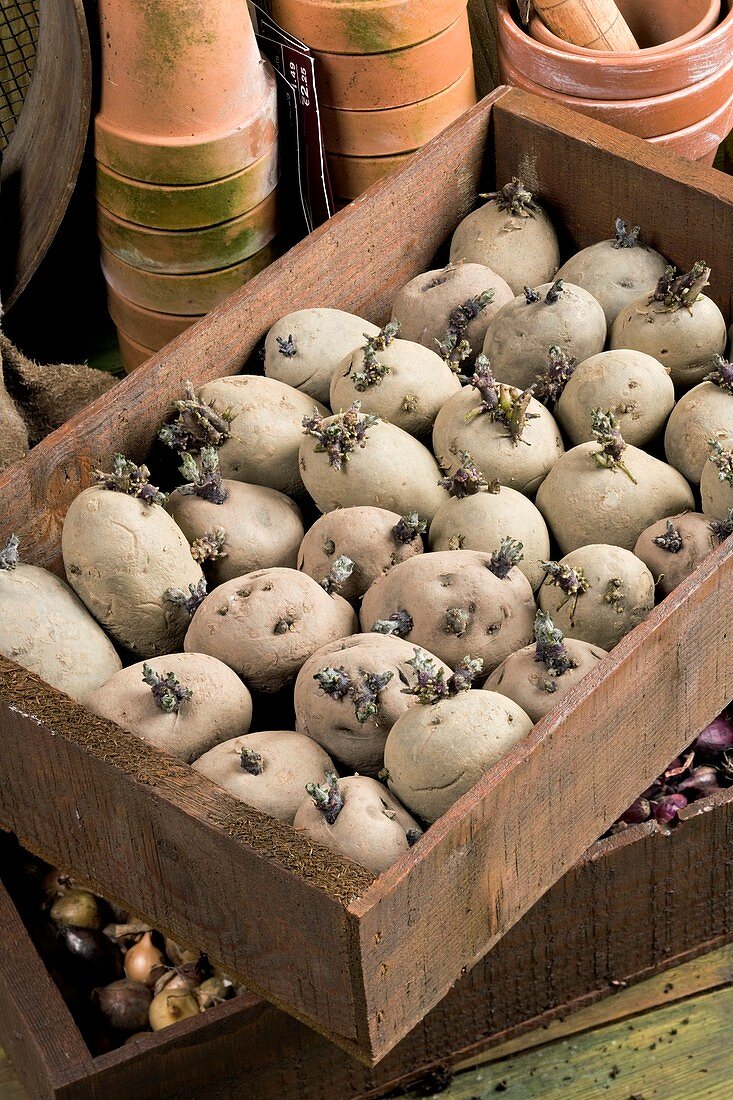 Seed potatoes chitting