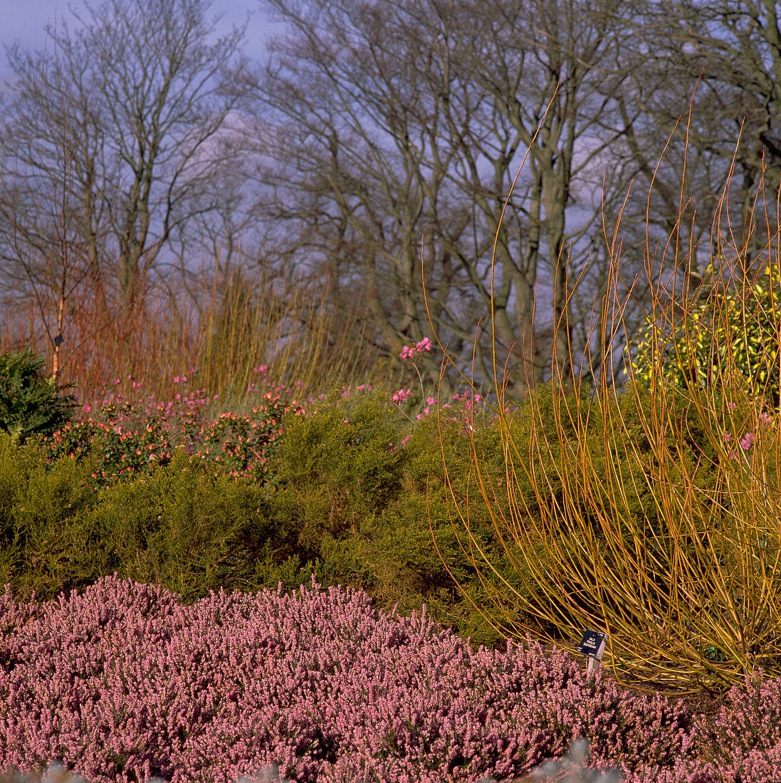 salix fragilis BASFORDIANA 33