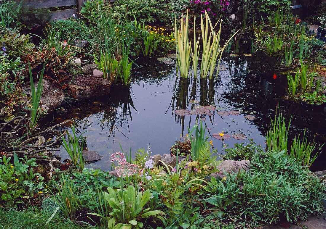 Garden pond