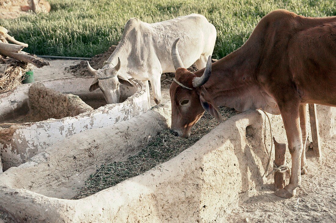 Cattle feeding,India