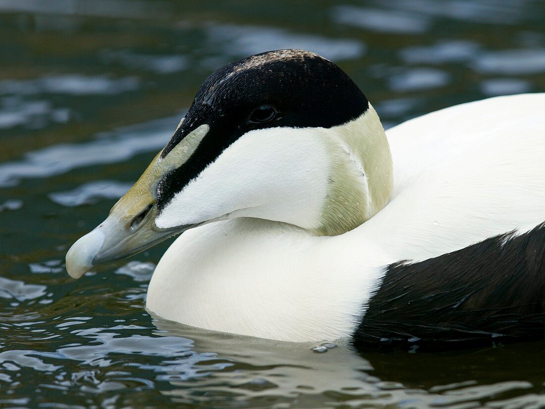 Male common eider duck