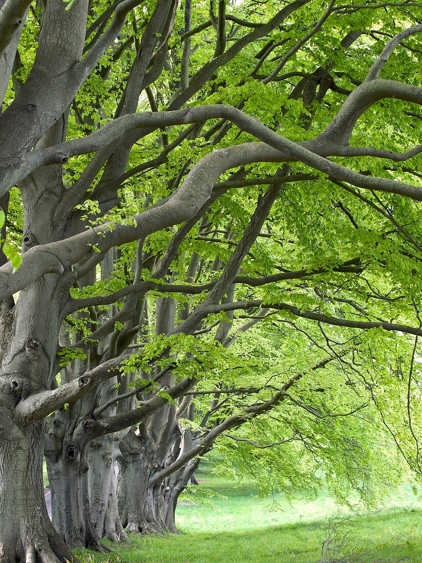 Mature beech trees (Fagus sylvatica)