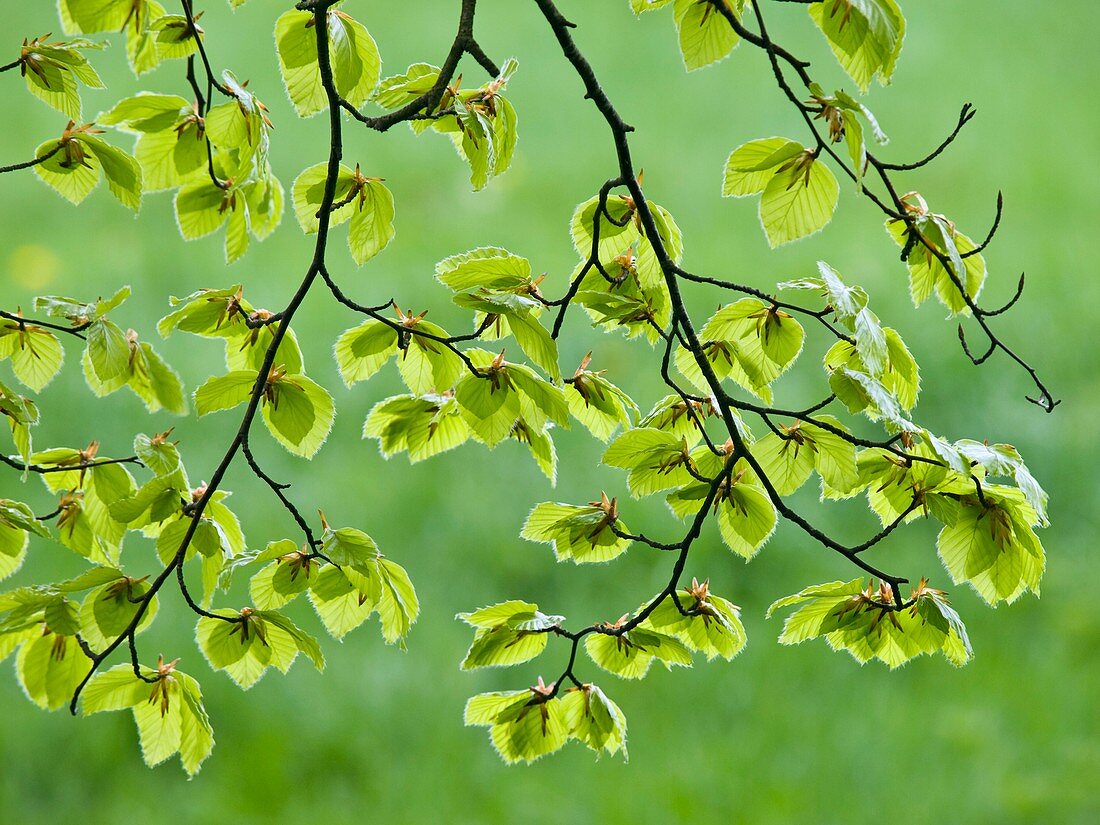 Beech tree leaves (Fagus sylvatica)