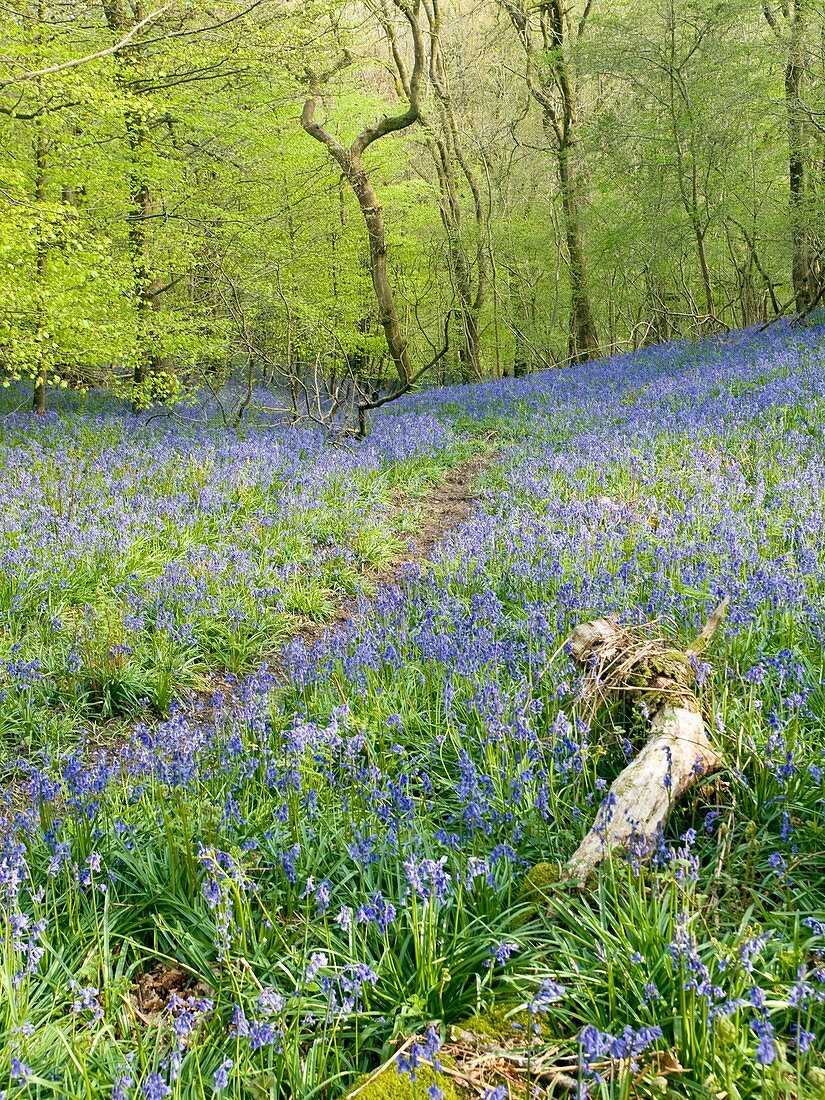 Bluebells (Hyacinthoides sp.)