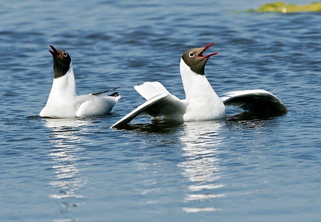 Black-headed gulls displaying
