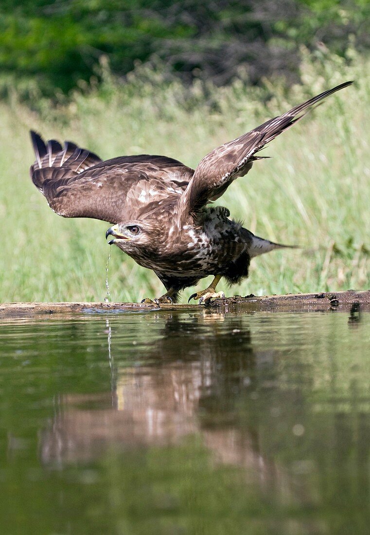 Common buzzard drinking