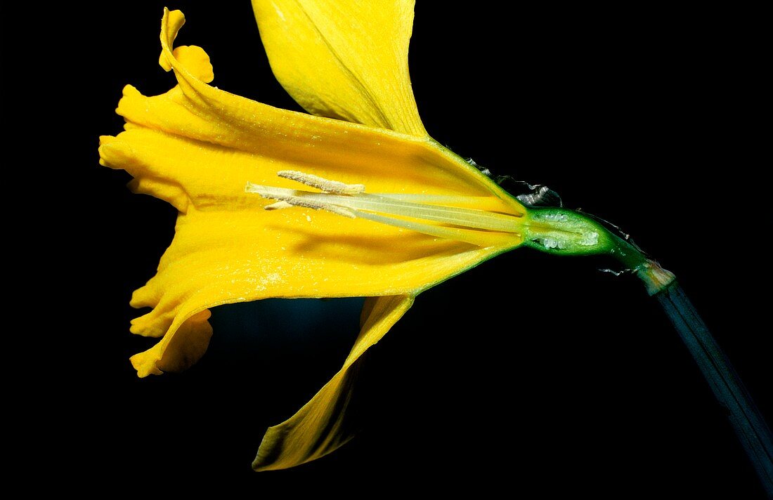 Sectioned Daffodil flower