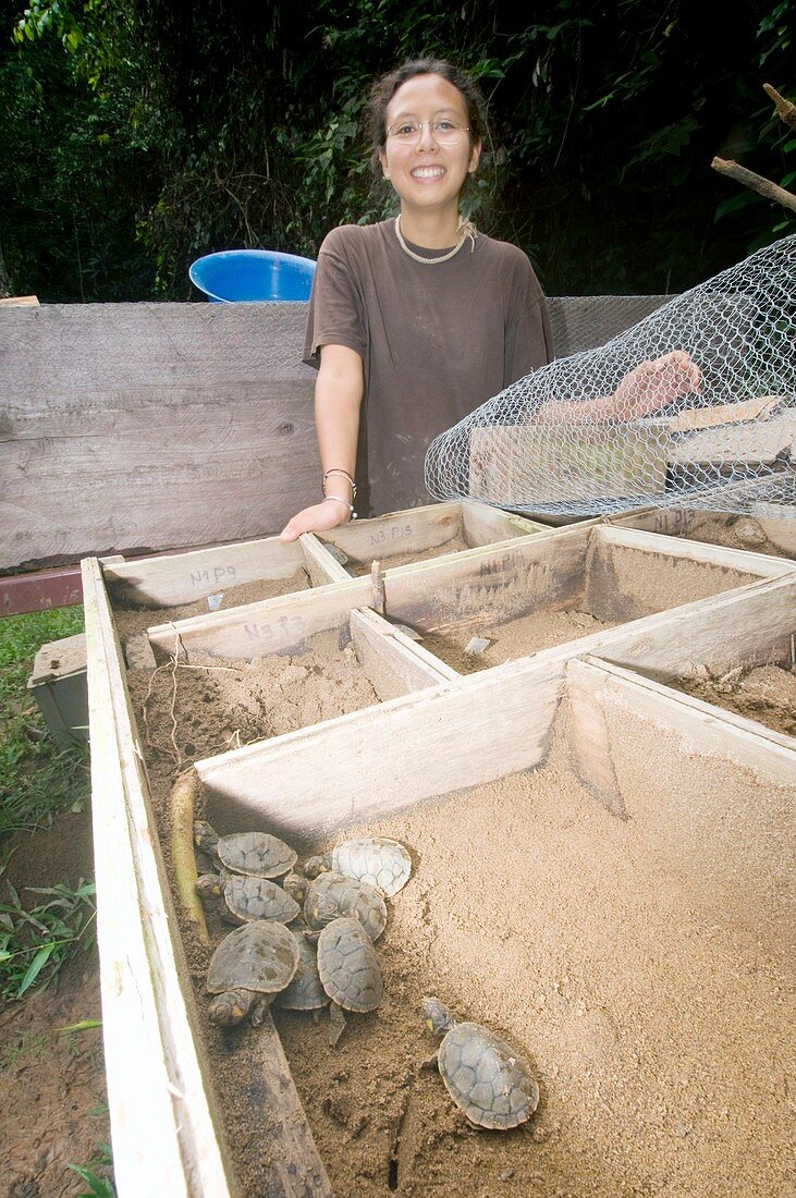 Research worker with baby turtles