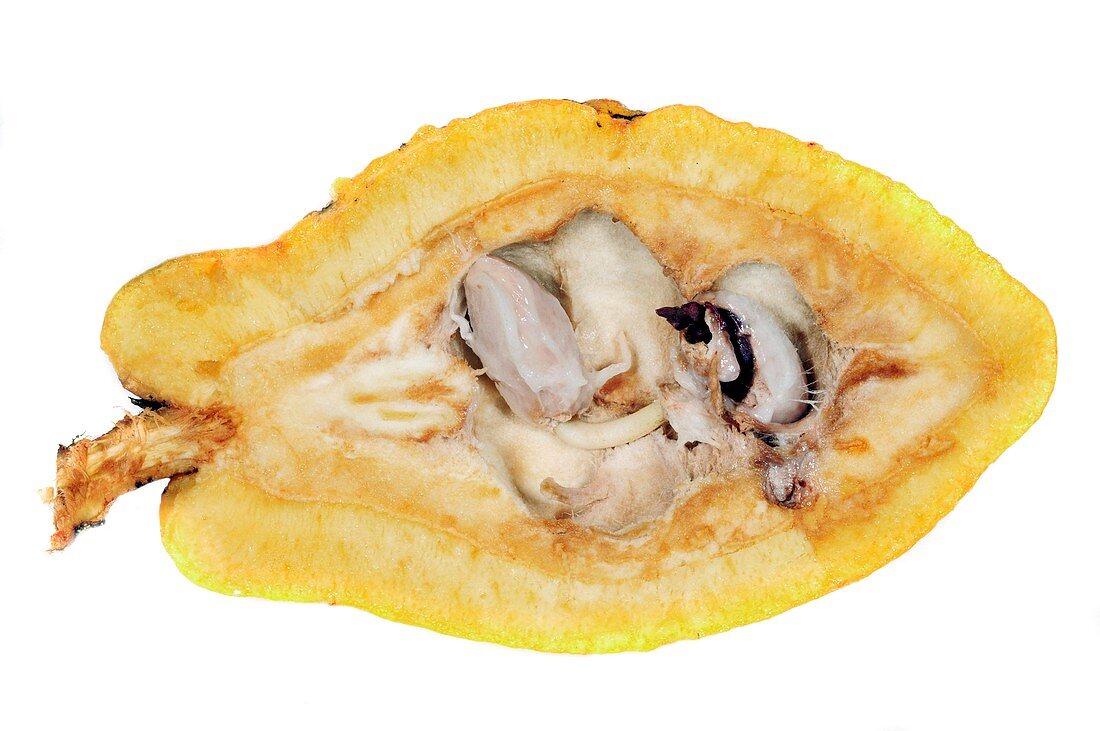 Inside of a cocoa pod