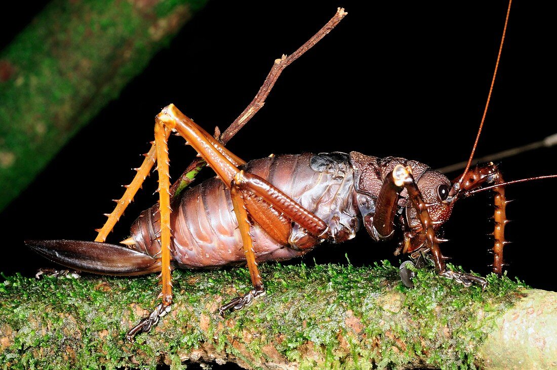 Female bush cricket on a branch