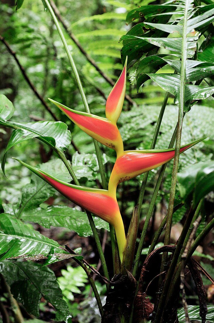 False bird-of-paradise (Heliconia sp.)