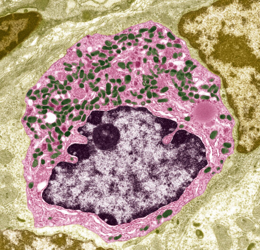 Intestinal endocrine cell,TEM