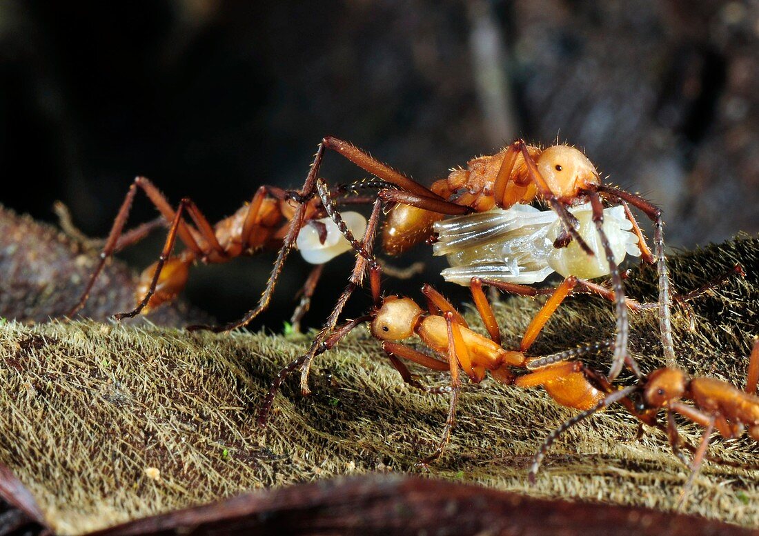Army ants raiding pupae