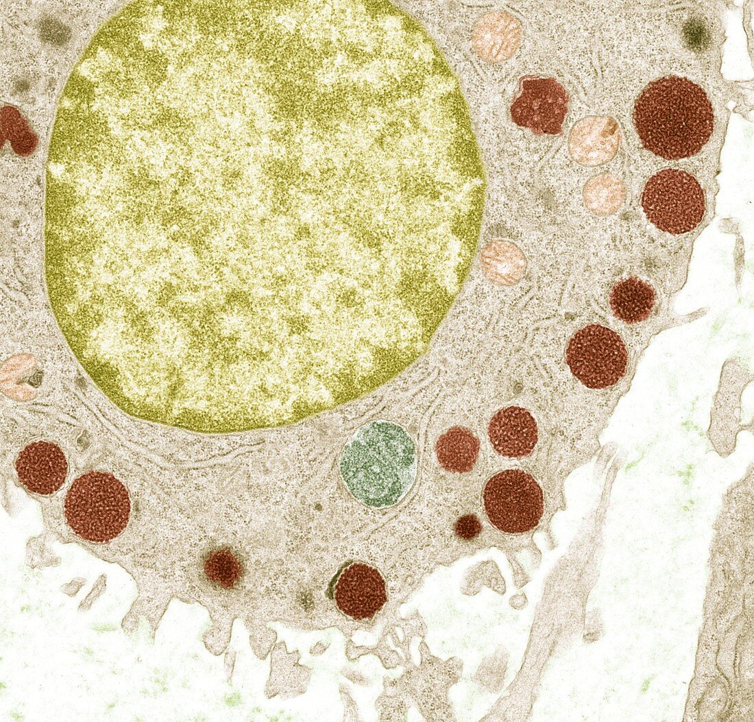 Basophil white blood cell,TEM