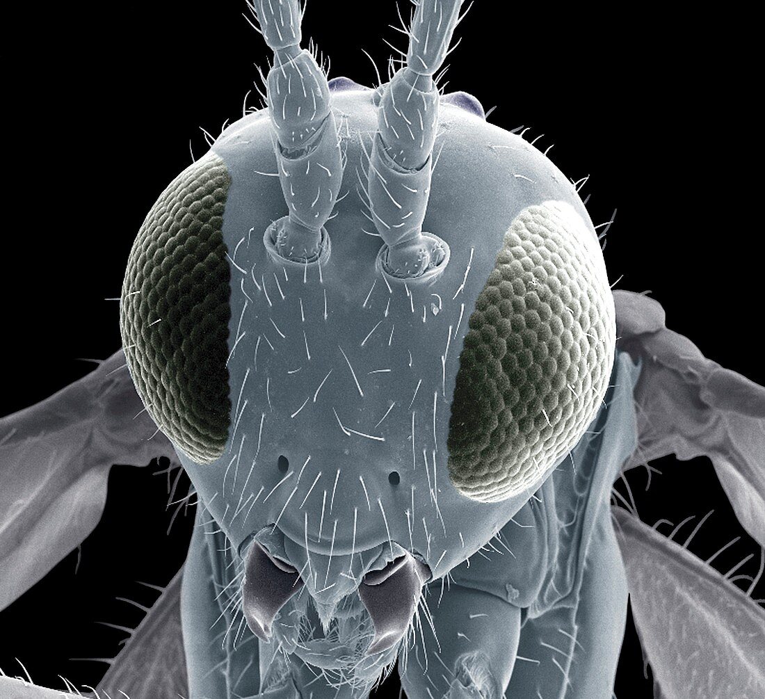 Parasitic wasp,SEM
