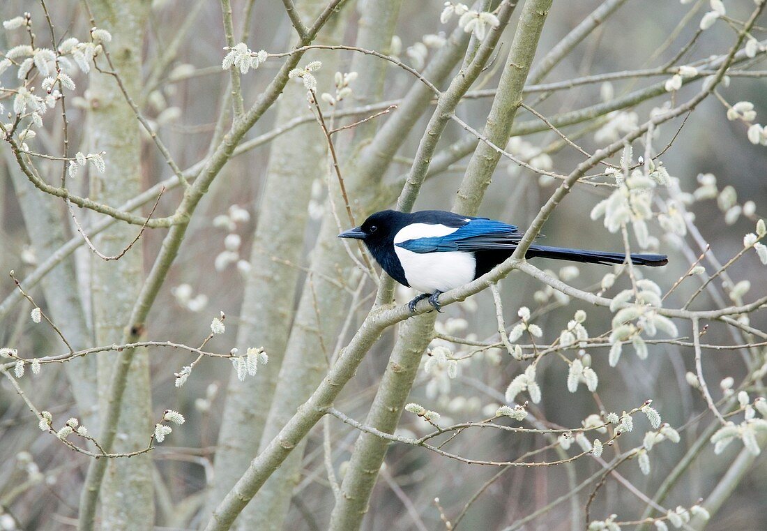 European magpie