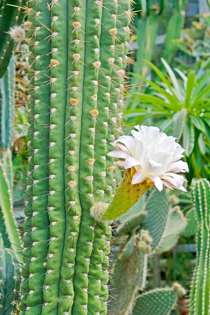 Cactus (Echinopsis terschekii)