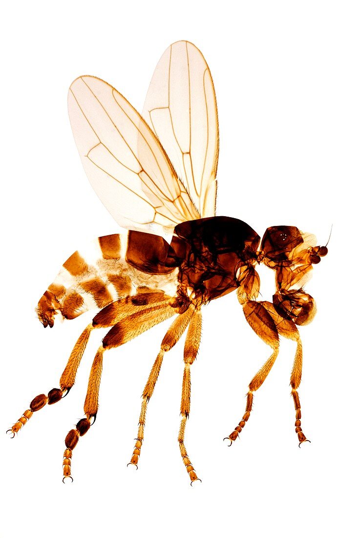 Yellow dung fly,light micrograph
