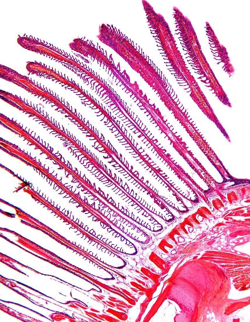 Dogfish gill,light micrograph