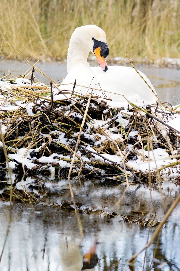Mute swan sitting on a nest in the snow