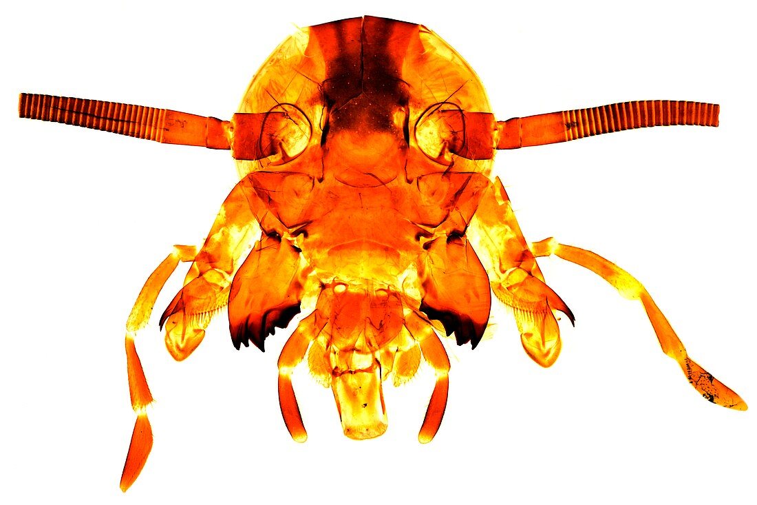 Cockroach's head,light micrograph