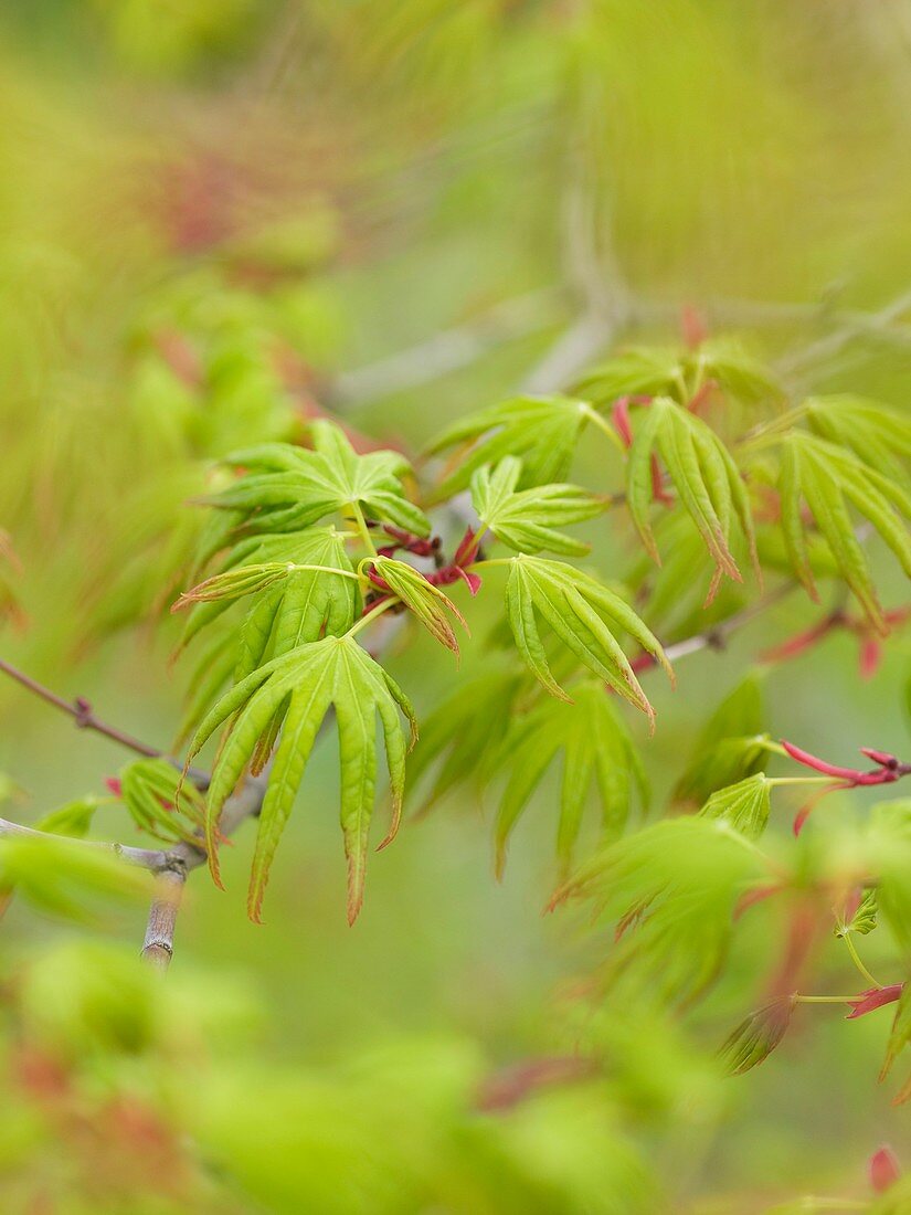 Japanese maple (Acer palmatum)
