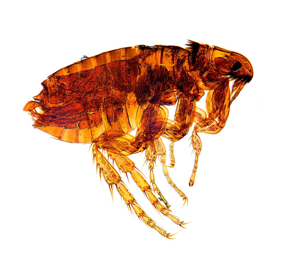 Male flea,light micrograph