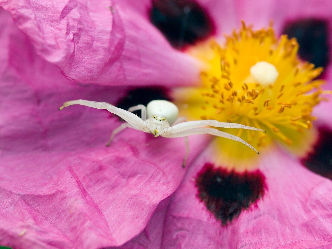 Crab spider