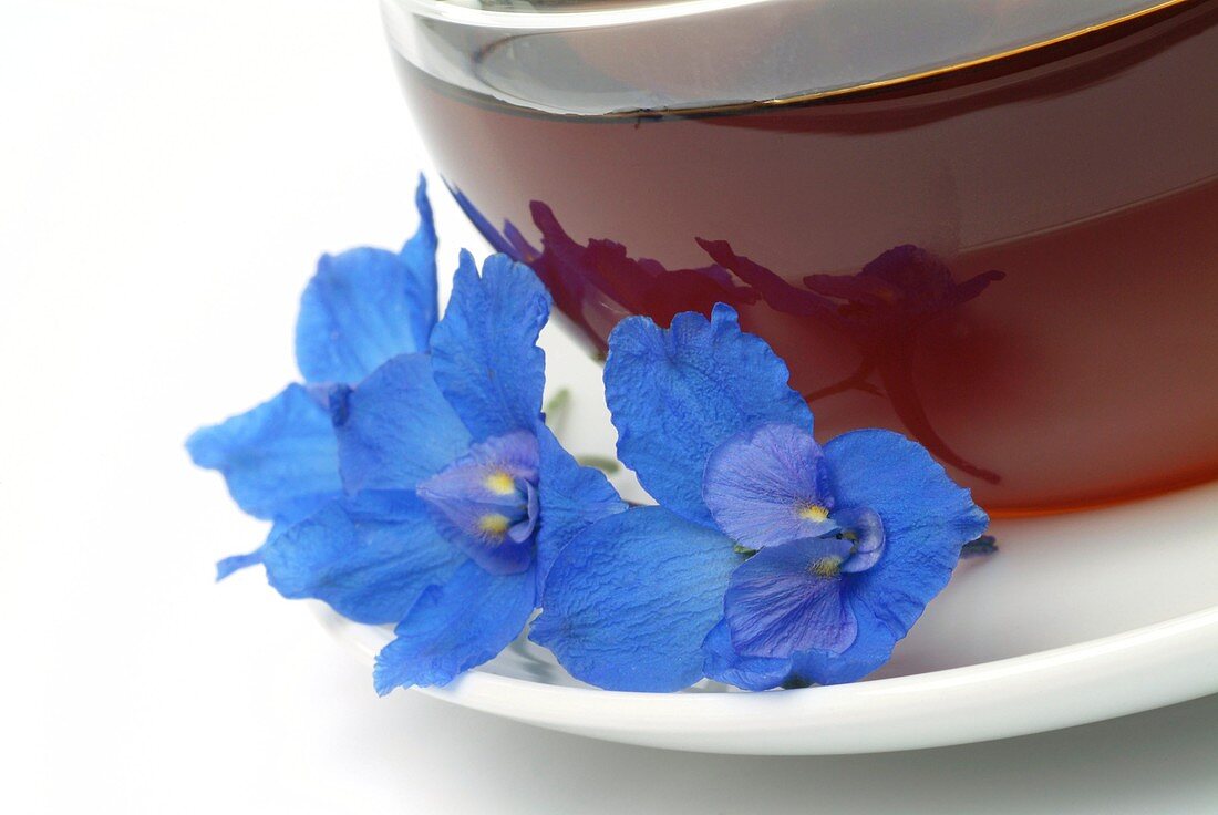 Forking larkspur herbal tea