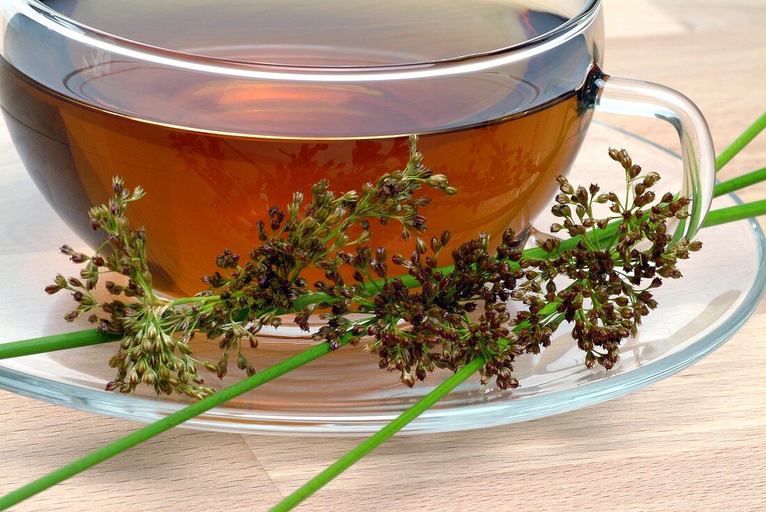 Soft rush herbal tea