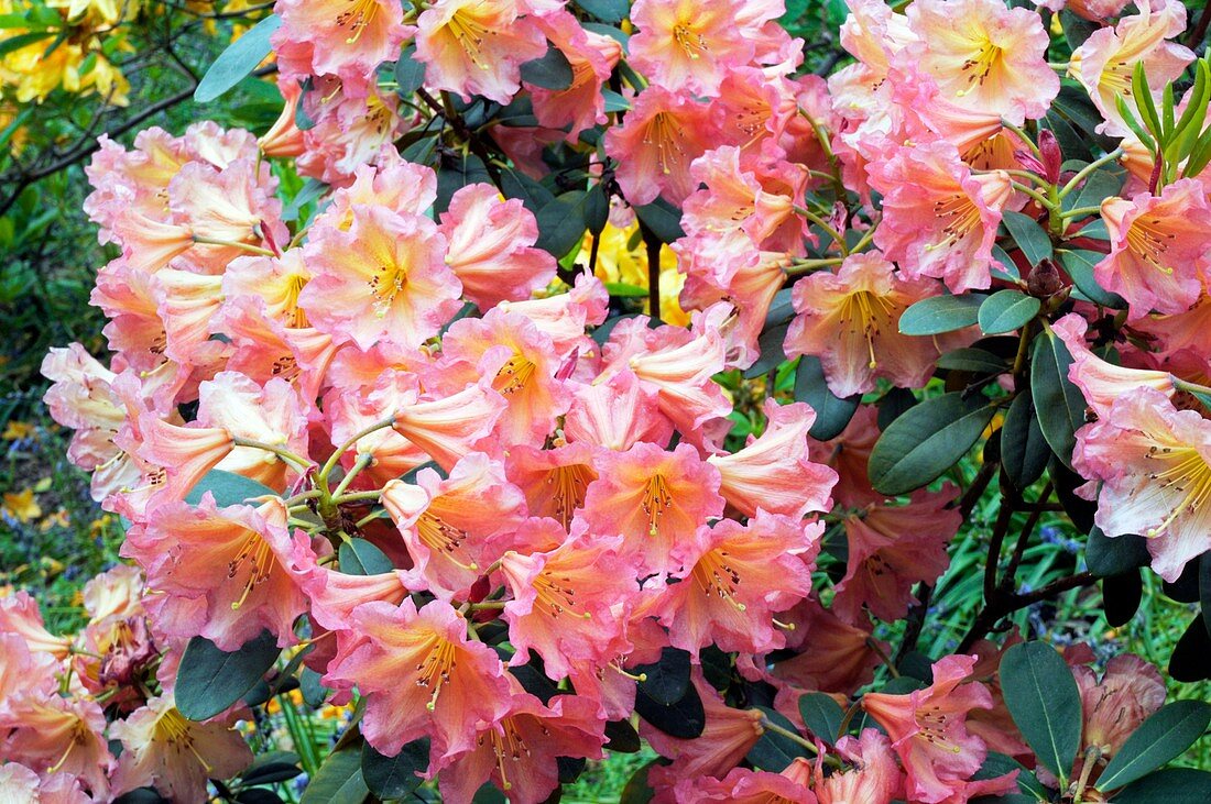 Rhododendron 'September Song'