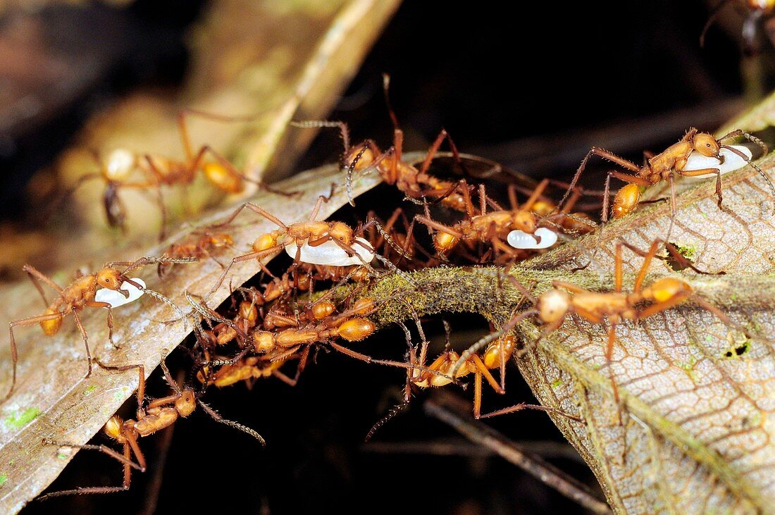 Ants carrying pupae and larvae