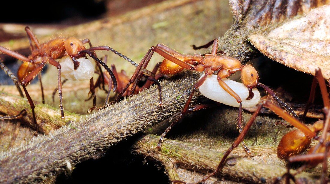 Ants carrying pupae