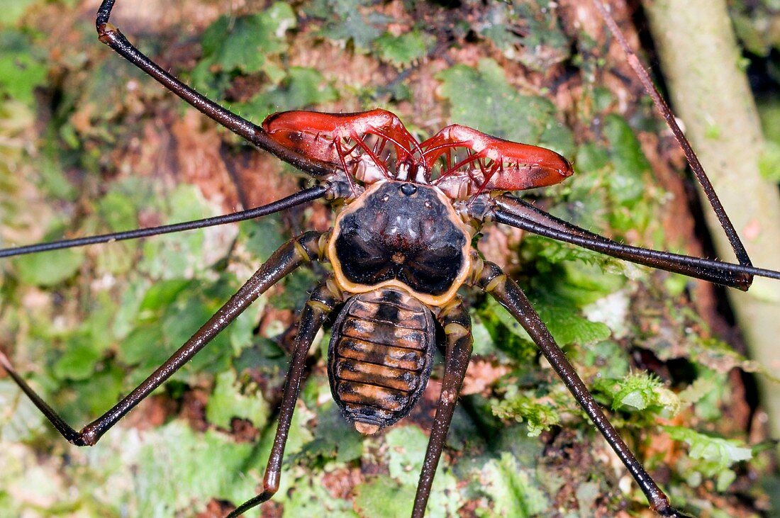 Tailless whip scorpion